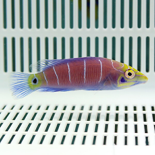 オセレイトラス 4-5cm± ! 海水魚 ベラ 15時までのご注文で当日発送(t122