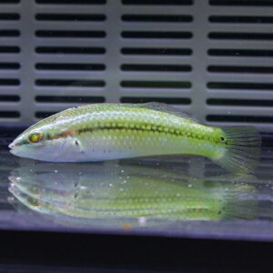 Small green aquarium fish with a darker stripe along its body, resting near the tank bottom with a reflection on the water surface.