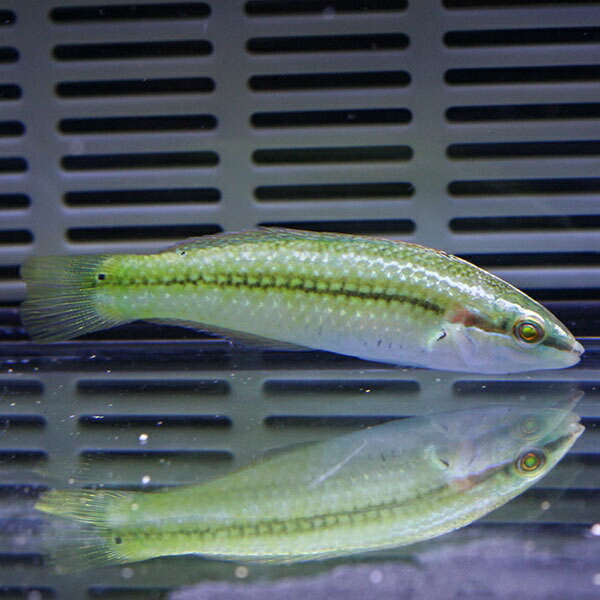 パーリースポッテッドラス 4-6cm± ! 海水魚 ベラ 15時までのご注文で当日発送(t122