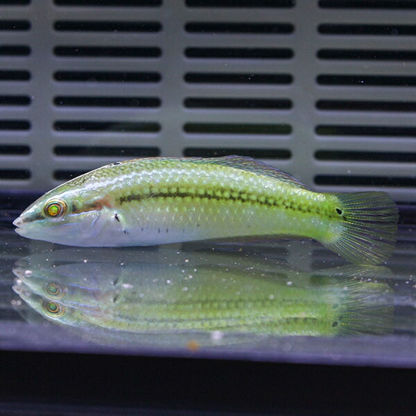 パーリースポッテッドラス 4-6cm± ! 海水魚 ベラ 15時までのご注文で当日発送(t122