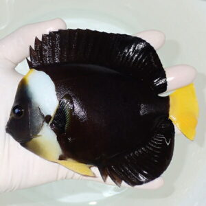Black tropical fish with a pale face and bright yellow tail being held by a gloved hand over a light tub or sink image.