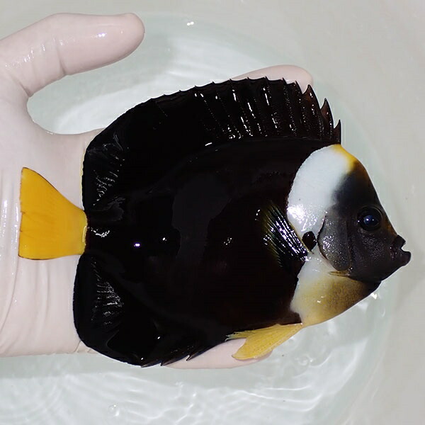 【現物1】粒エサOK パソニファーエンゼル 15cm±! 海水魚 ヤッコ 15時までのご注文で当日発送(t111(t207