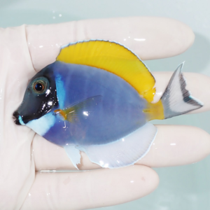 Small blue and yellow tropical fish held in a gloved hand in a tank setting