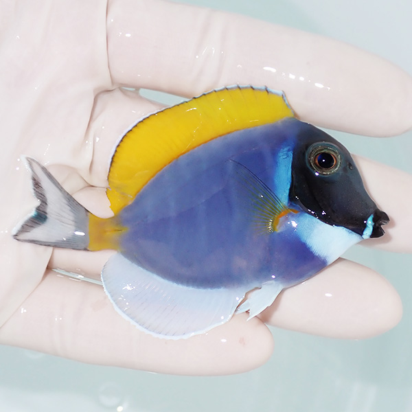 【現物3】ヒレかけあり パウダーブルータン 8cm±!海水魚 ハギ 15時までのご注文で当日発送(t119(t207