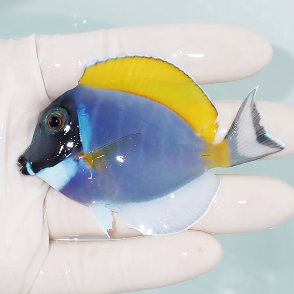 【現物3】ヒレかけあり パウダーブルータン 8cm±!海水魚 ハギ 15時までのご注文で当日発送(t119(t207