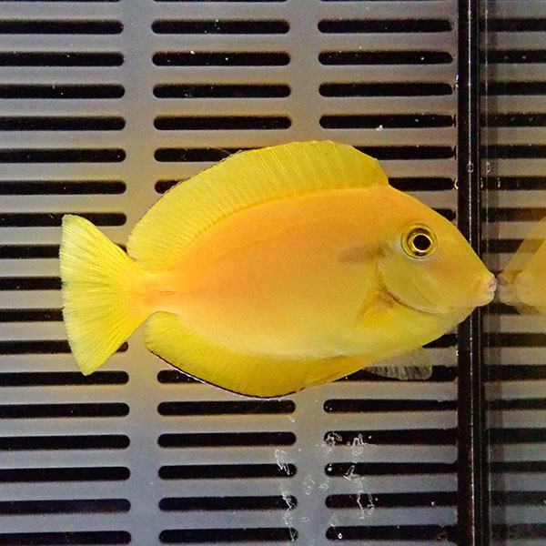 モンツキハギ 5-7cm± !海水魚 ハギ 15時までのご注文で当日発送(t119(t207