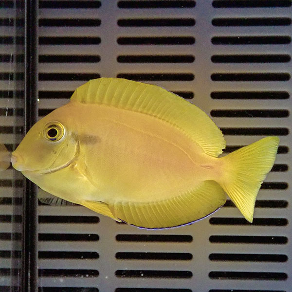 モンツキハギ 5-7cm± !海水魚 ハギ 15時までのご注文で当日発送(t119(t207