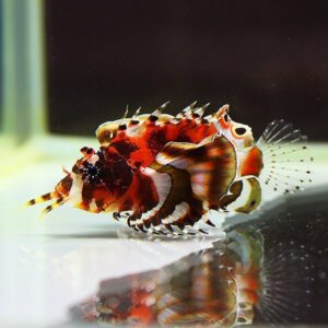 Colorful lionfish with striped fins swimming in an aquarium, reflections visible on the glass surface.