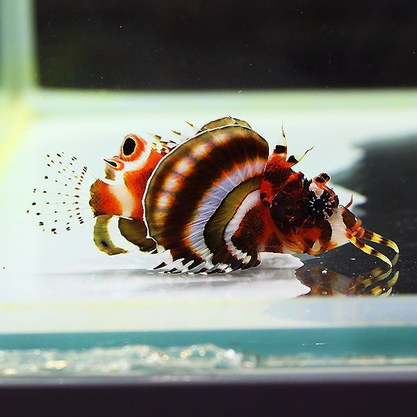 ヒレボシミノカサゴ 5-7cm±! カサゴ 海水魚 15時までのご注文で当日発送【カサゴ】