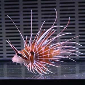 Lionfish with orange and white stripes and long venomous fin spines swimming in an aquarium tank behind a vented background.