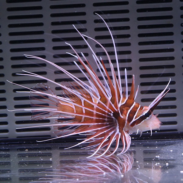 キミオコゼ 10-12cm±! カサゴ 海水魚 15時までのご注文で当日発送【カサゴ】