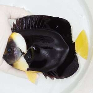 White-gloved hand holding a dark black fish with bright yellow fins and tail in a shallow white container.