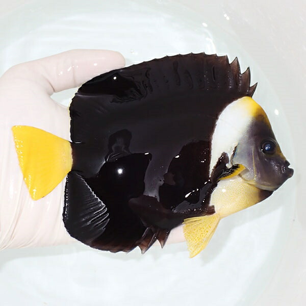 【現物2】粒エサOK パソニファーエンゼル 16cm±! 海水魚 ヤッコ 15時までのご注文で当日発送(t111(t207