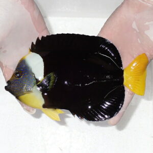 Small tropical fish with a black body, bright yellow tail, and blue-speckled face held in hands.
