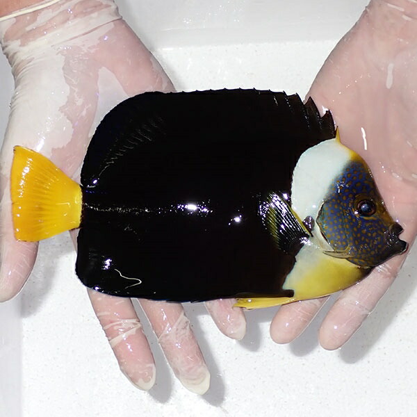 【現物3】粒エサOK パソニファーエンゼルオス個体 21cm±! 海水魚 ヤッコ 15時までのご注文で当日発送(t111(t207