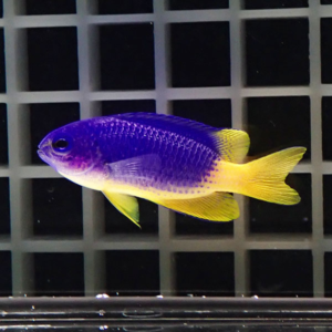 Purple-blue tropical fish with bright yellow tail fins swimming in a grid-patterned aquarium background seasonally lit.