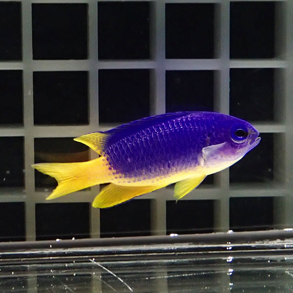 イエローベリーダムセル 4cm±! 海水魚 スズメダイ 15時までのご注文で当日発送(t111(t207