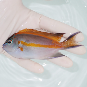 Small tropical fish held between a gloved hand, orange dorsal fin and orange stripe along the body
