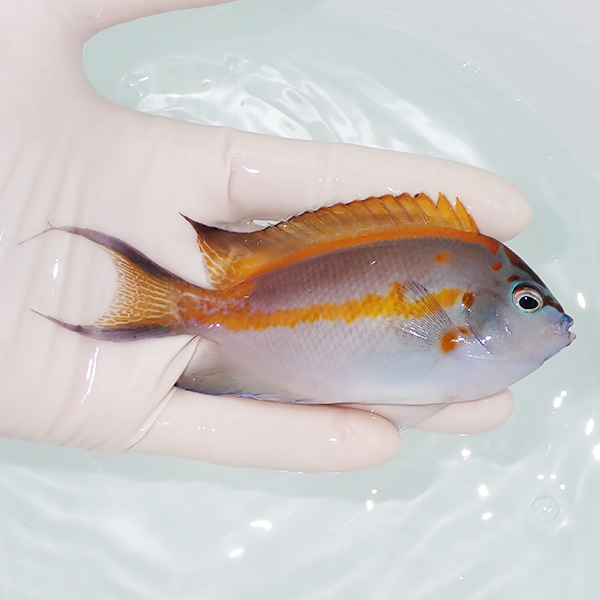 【現物1】ベルスエンゼル ♂ 11cm±! 海水魚 ヤッコ 15時までのご注文で当日発送(t111(t207