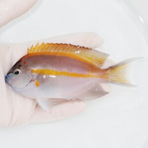 Small orange-and-gray tropical fish held in a gloved hand with a yellow dorsal stripe