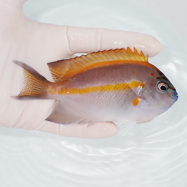 【現物2】ベルスエンゼル ♂ 12cm±! 海水魚 ヤッコ 15時までのご注文で当日発送(t111(t207