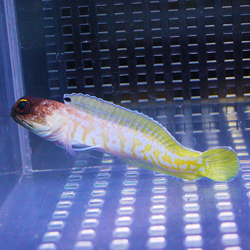 ゴールドスペックジョーフィッシュ4-6cm!      海水魚 15時までのご注文で当日発送【ジョーフィッシュ】