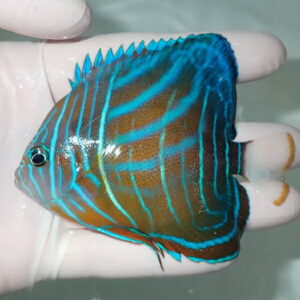Bright blue vertical stripes on a brown-green angelfish held by a gloved hand, near the camera lens.