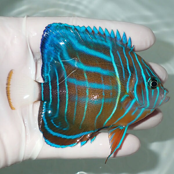 【現物8】ワヌケヤッコ 9.5cm± ! 海水魚 ヤッコ 15時までのご注文で当日発送(t111
