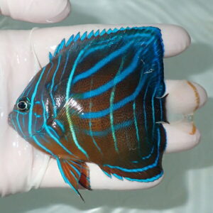 Close-up of a tropical fish with bright cyan stripes on a brown body, held by a gloved hand.