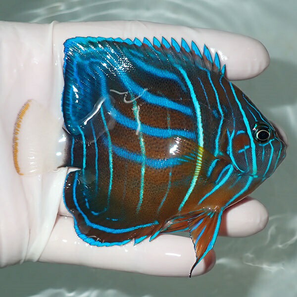 【現物9】ワヌケヤッコ 9.8cm± ! 海水魚 ヤッコ 15時までのご注文で当日発送(t111