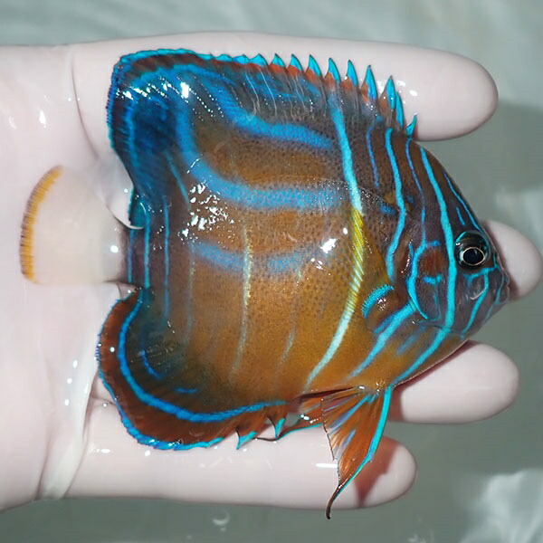 【現物100】ワヌケヤッコ 9cm± ! 海水魚 ヤッコ 15時までのご注文で当日発送(t111