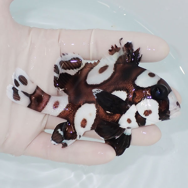 【現物】チョウチョコショウダイ 11cm±!海水魚 アジ 15時までのご注文で当日発送(t111