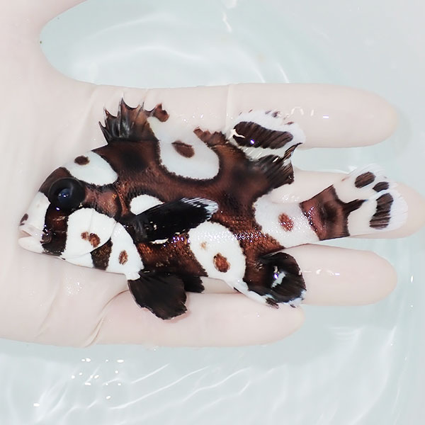 【現物】チョウチョコショウダイ 11cm±!海水魚 アジ 15時までのご注文で当日発送(t111