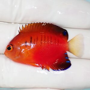 Bright red-orange tropical fish with a pale yellow tail on a white surface, blue-edged fins visible. Optional: Dorsal fin dark with blue tips.