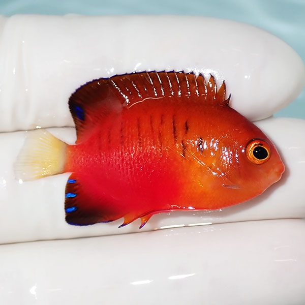 【現物5】ダイダイヤッコ 4.5cm±!海水魚 ヤッコ 15時までのご注文で当日発送(t111(t207