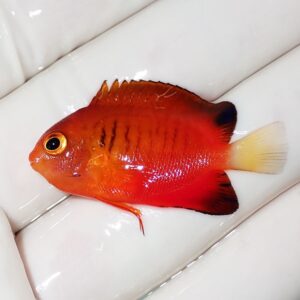 Bright orange-red tropical fish with a pale yellow tail being held on a gloved hand.