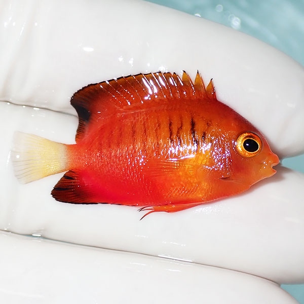 【現物6】ダイダイヤッコ 3.8cm±!海水魚 ヤッコ 15時までのご注文で当日発送(t111(t207