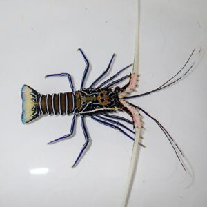 Mantis shrimp specimen on a white surface, showing its segmented body, long antennae, and pinkish appendages.