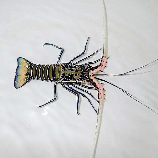 ゴシキエビ 1匹 6-8cm± !15時までのご注文で当日発送(t129