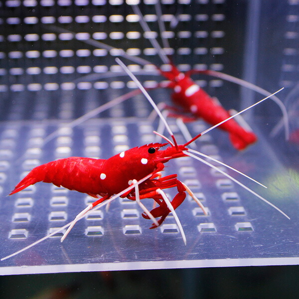 ホワイトソックス Lサイズ ! 海水魚 エビ【15時までのご注文で当日発送】(t129