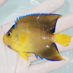 Bright yellow tropical fish with brown dorsal area and electric blue-edged fins held in a gloved hand for size context.