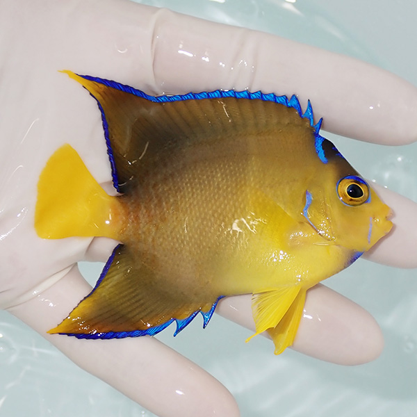 【現物2】粒エサOK タウンゼントエンゼル 9cm± !海水魚 ヤッコ 15時までのご注文で当日発送(t111