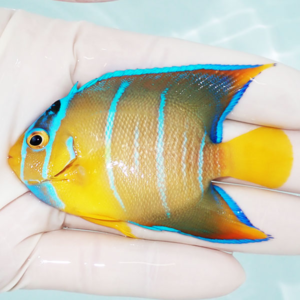 Small tropical fish with a yellow body, blue-edged fins, and blue vertical stripes held in a gloved hand for scale and care context
