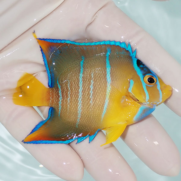 【現物3】タウンゼントエンゼル 7.8cm± !海水魚 ヤッコ 15時までのご注文で当日発送(t111