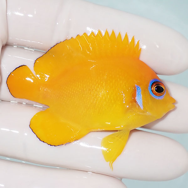 【現物3】レモンピール 5.8cm± !海水魚 ヤッコ 15時までのご注文で当日発送(t111
