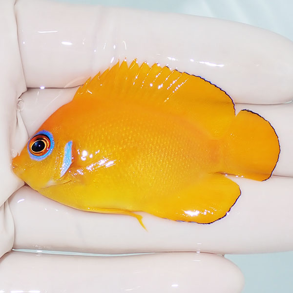 【現物3】レモンピール 5.8cm± !海水魚 ヤッコ 15時までのご注文で当日発送(t111