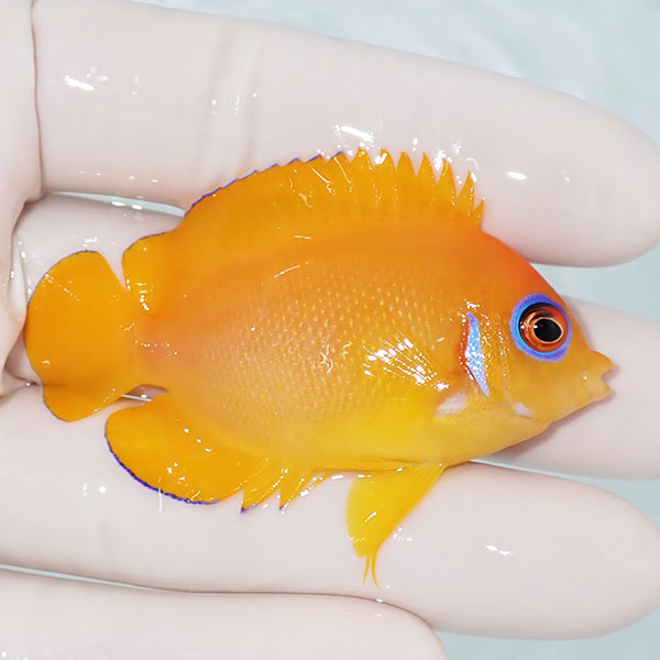【現物2】レモンピール 6cm±!海水魚 ヤッコ 15時までのご注文で当日発送(t111