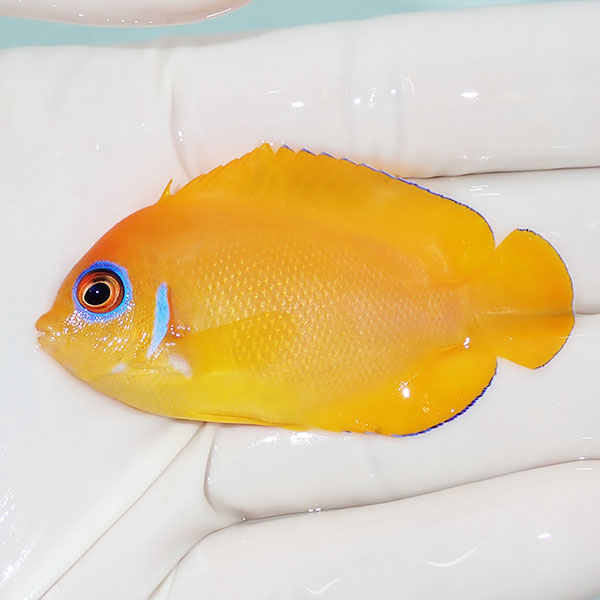 【現物2】レモンピール 6cm±!海水魚 ヤッコ 15時までのご注文で当日発送(t111