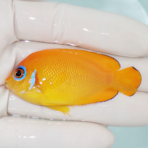 Small orange-yellow tropical fish held in gloved hands, with a blue ring around the eye.