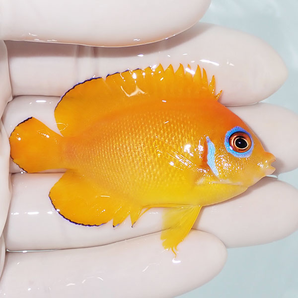 【現物4】レモンピール 6.5cm±!海水魚 ヤッコ 15時までのご注文で当日発送(t111